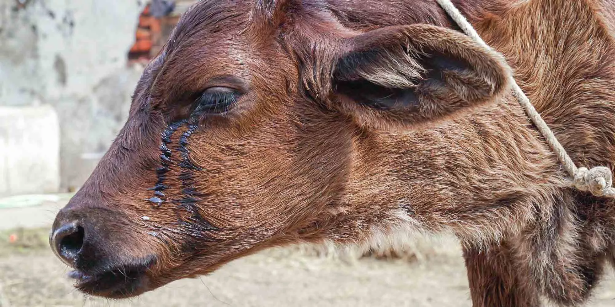 Brown calf crying
