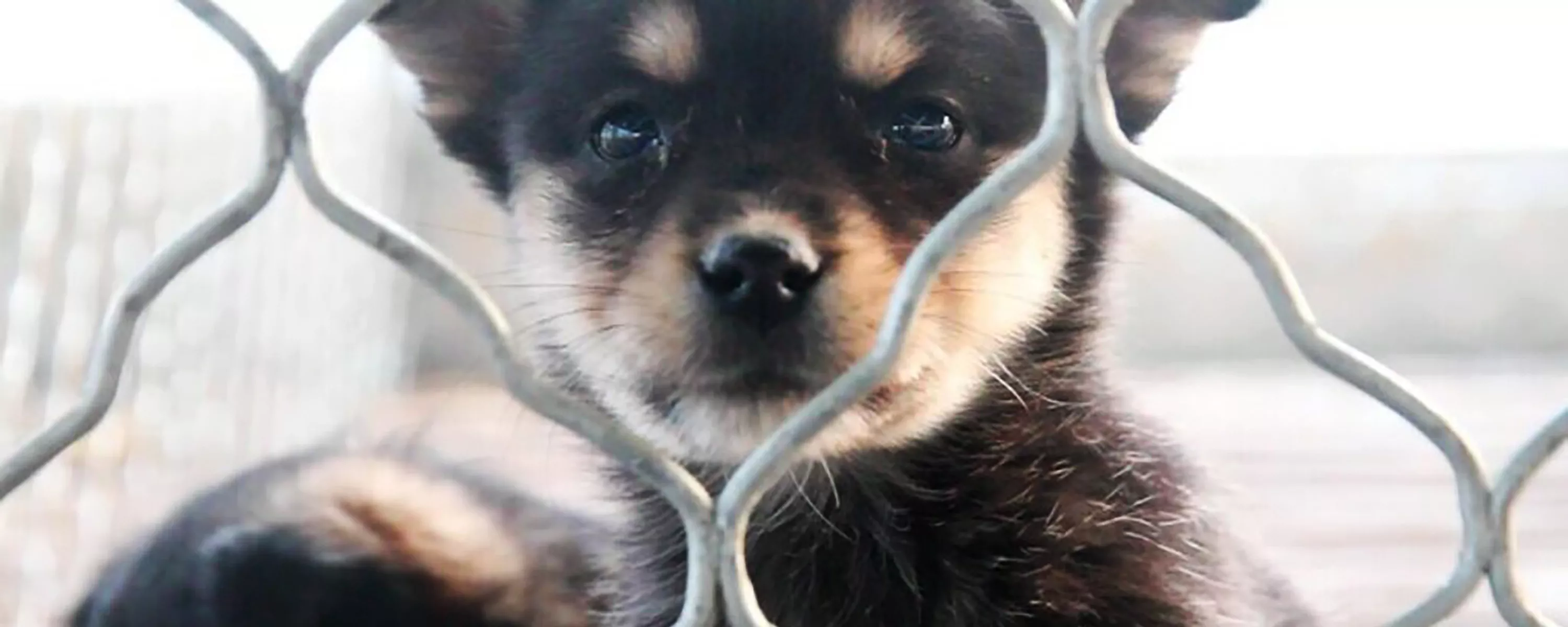 Puppy bred for meat in a dog farm in China.