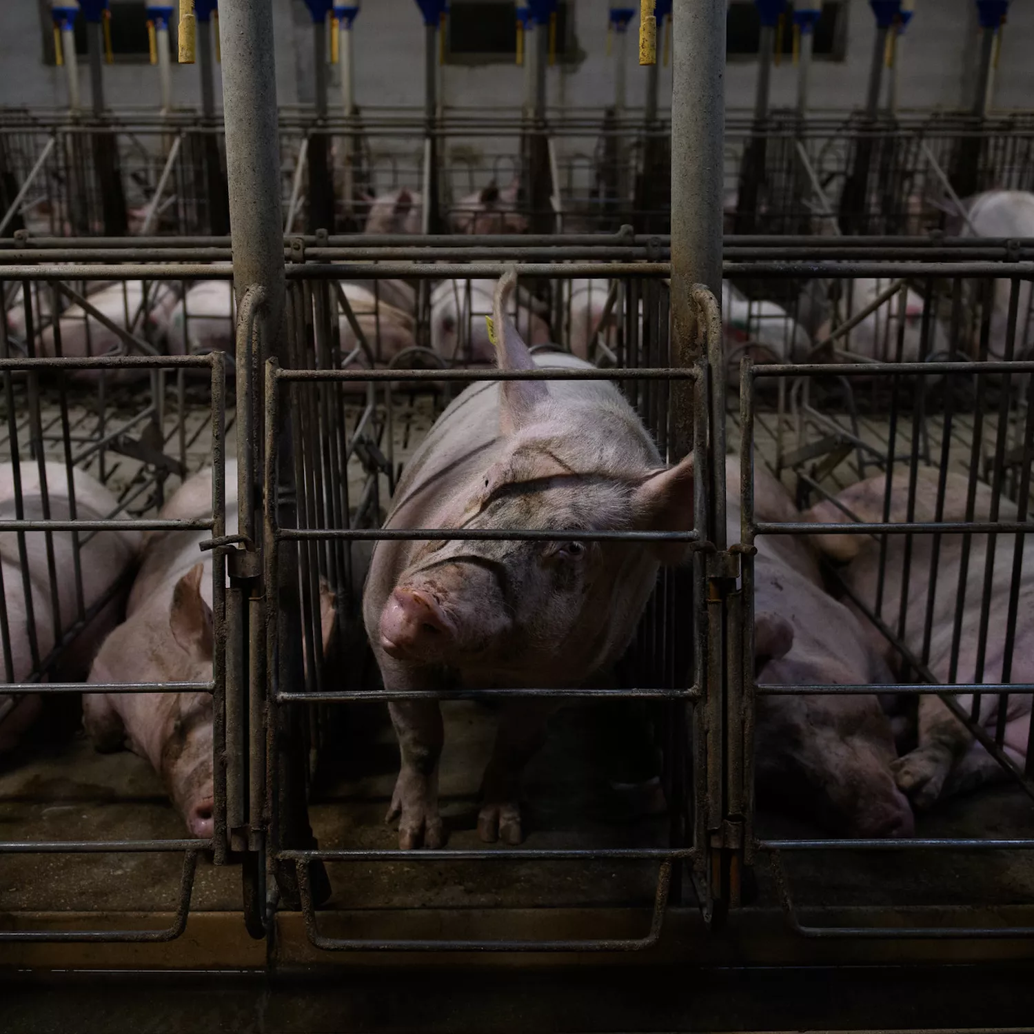 Pregnant pig confined in a cage.