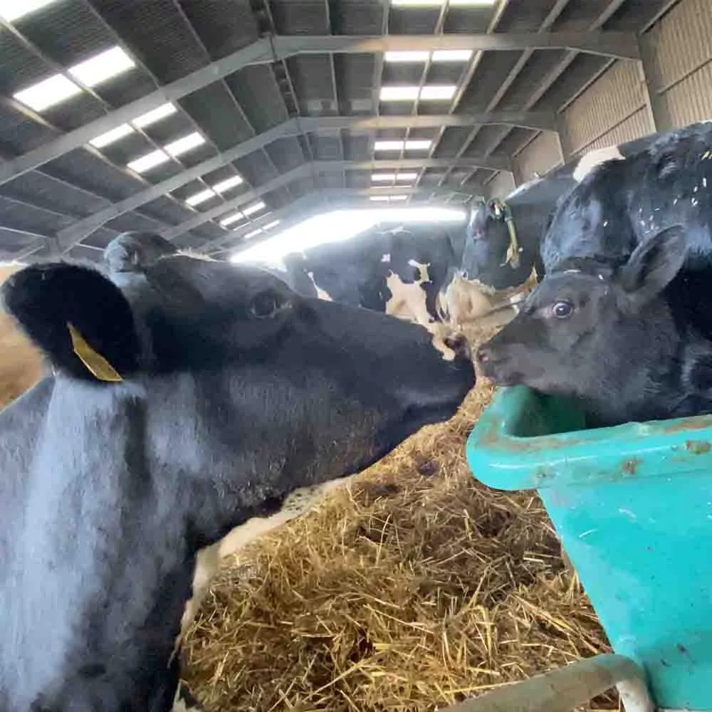 calf in a wheelbarrow and his mother touching noses before the calf is taken away