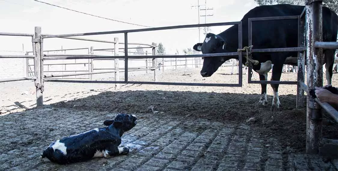 Baby cow crying for mother