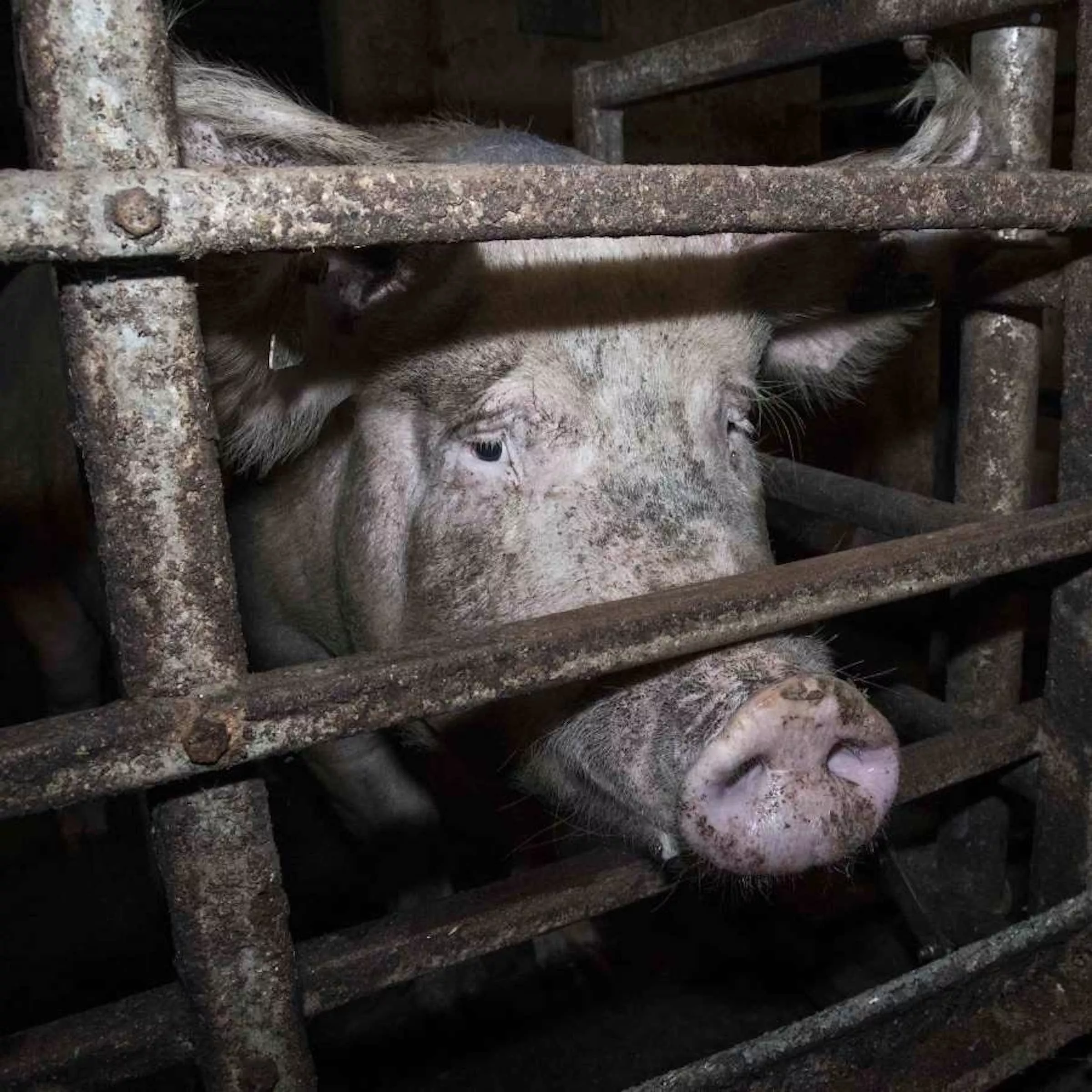 Pregnant pig in a gestation cage