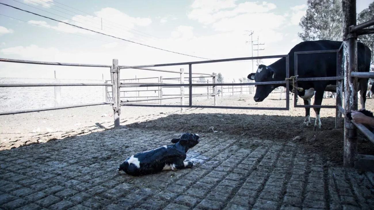Baby cow calling for mother