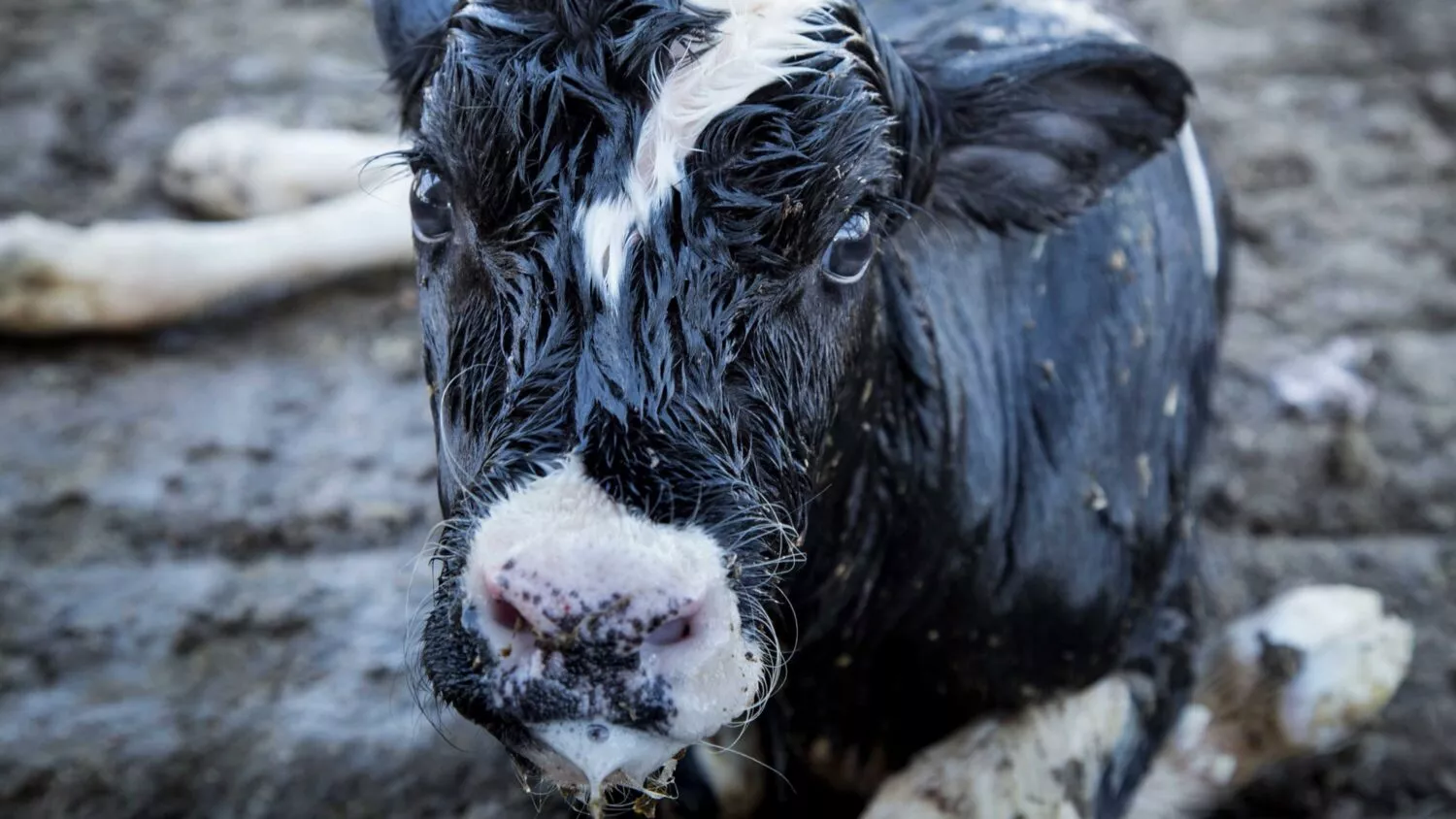 Baby cow on floor of factory farm
