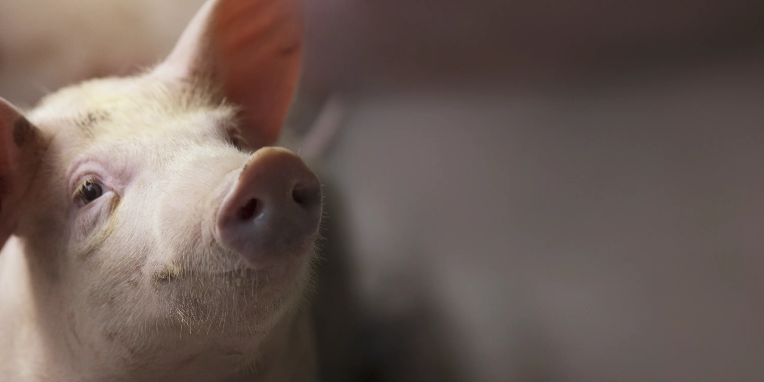 Pig face wit light