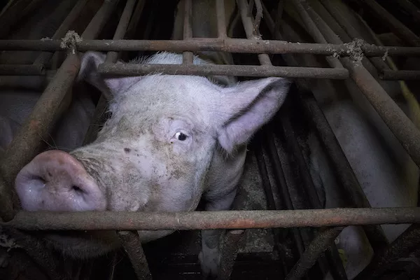 Female pig in a cage