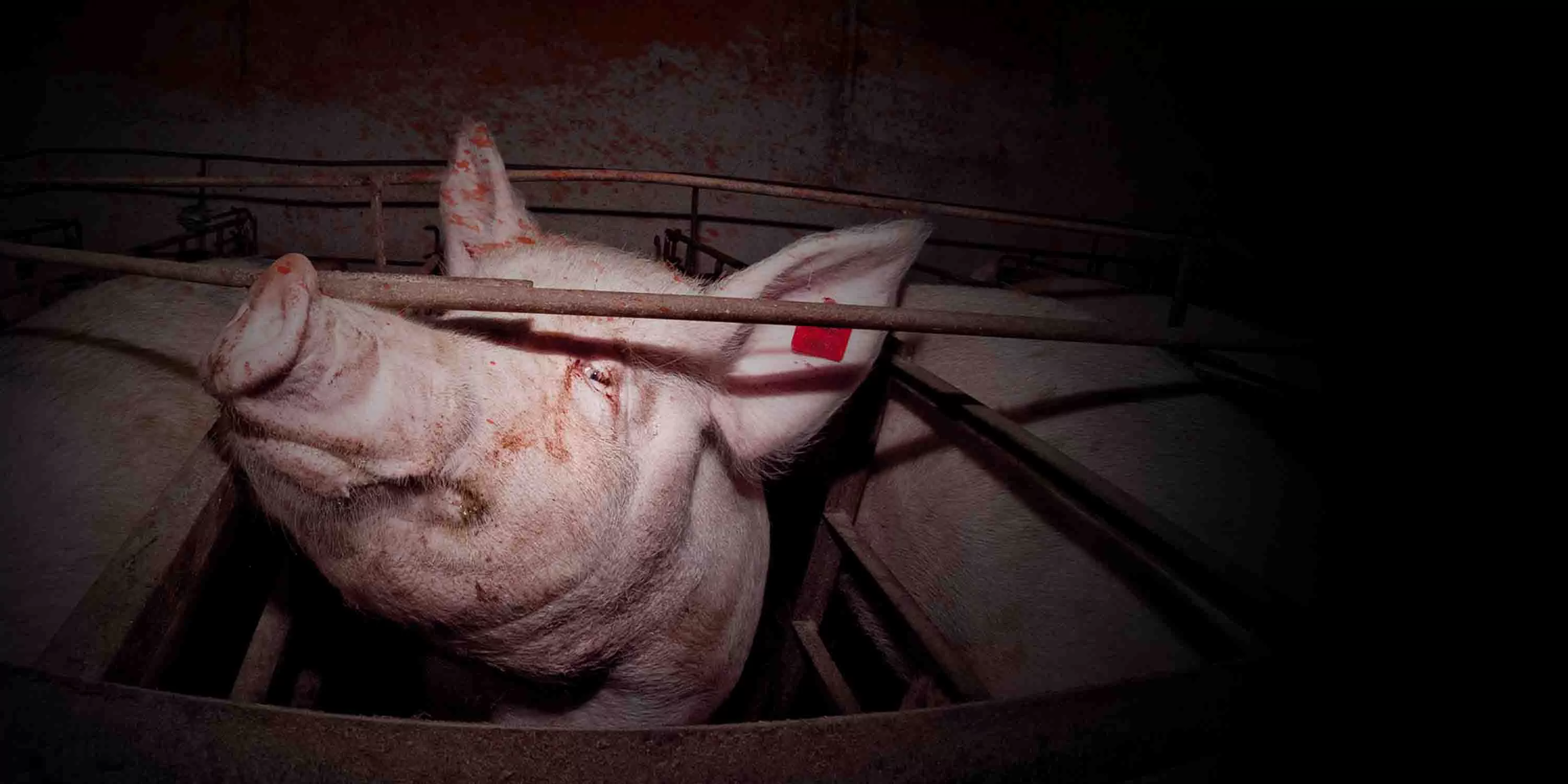 Pig in a gestation crate