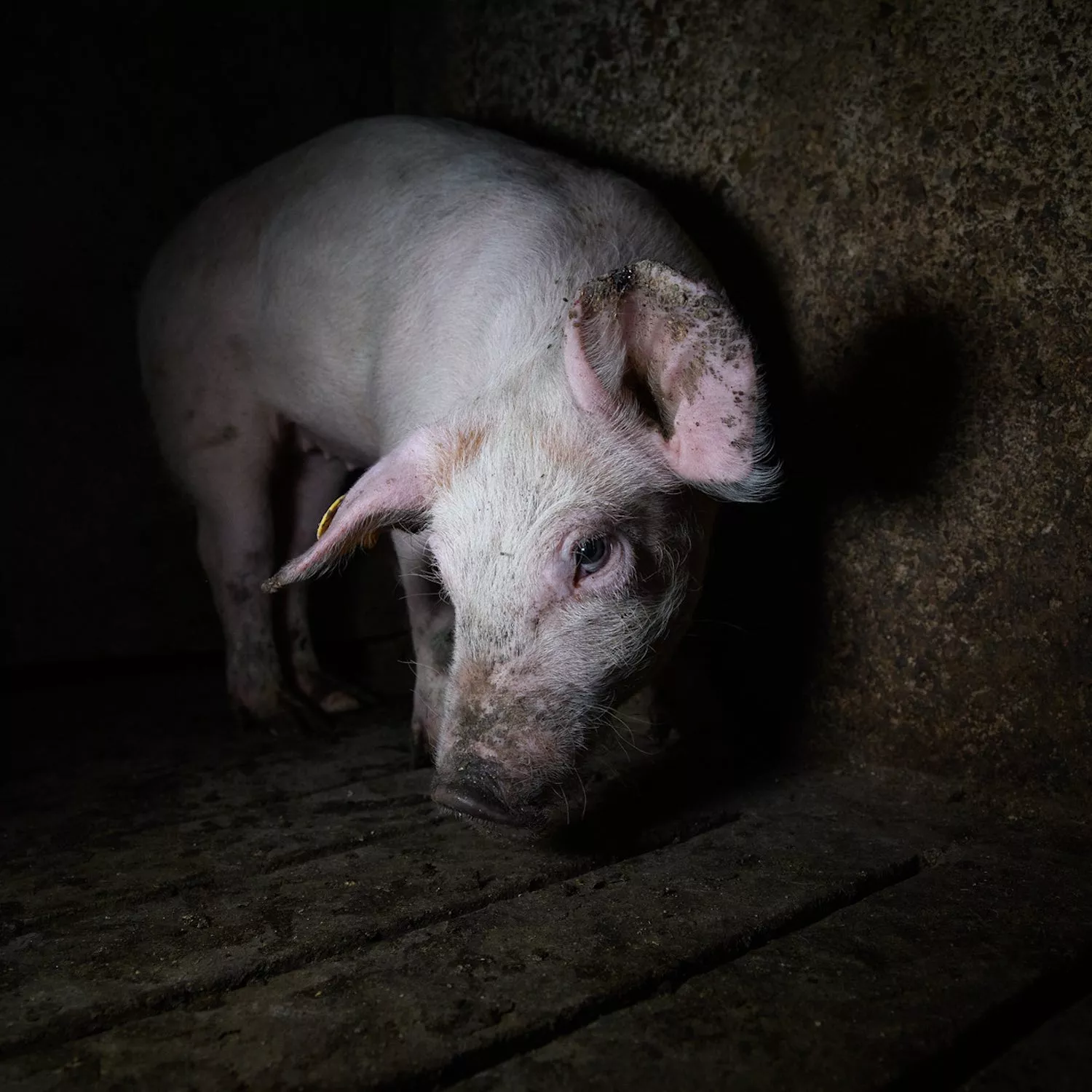 Pig looking at the camera inside a pig farm