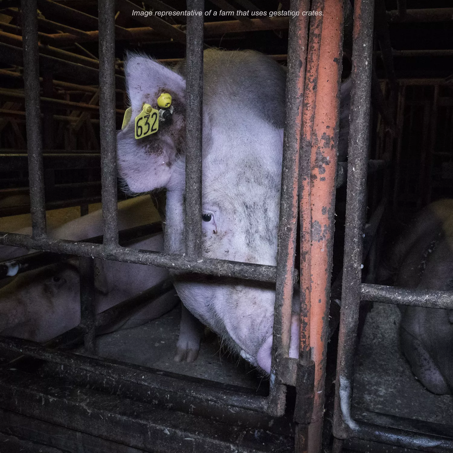 Pig in a cage