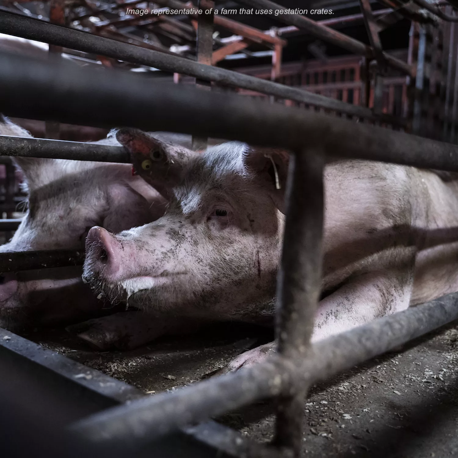 Pig in a cage