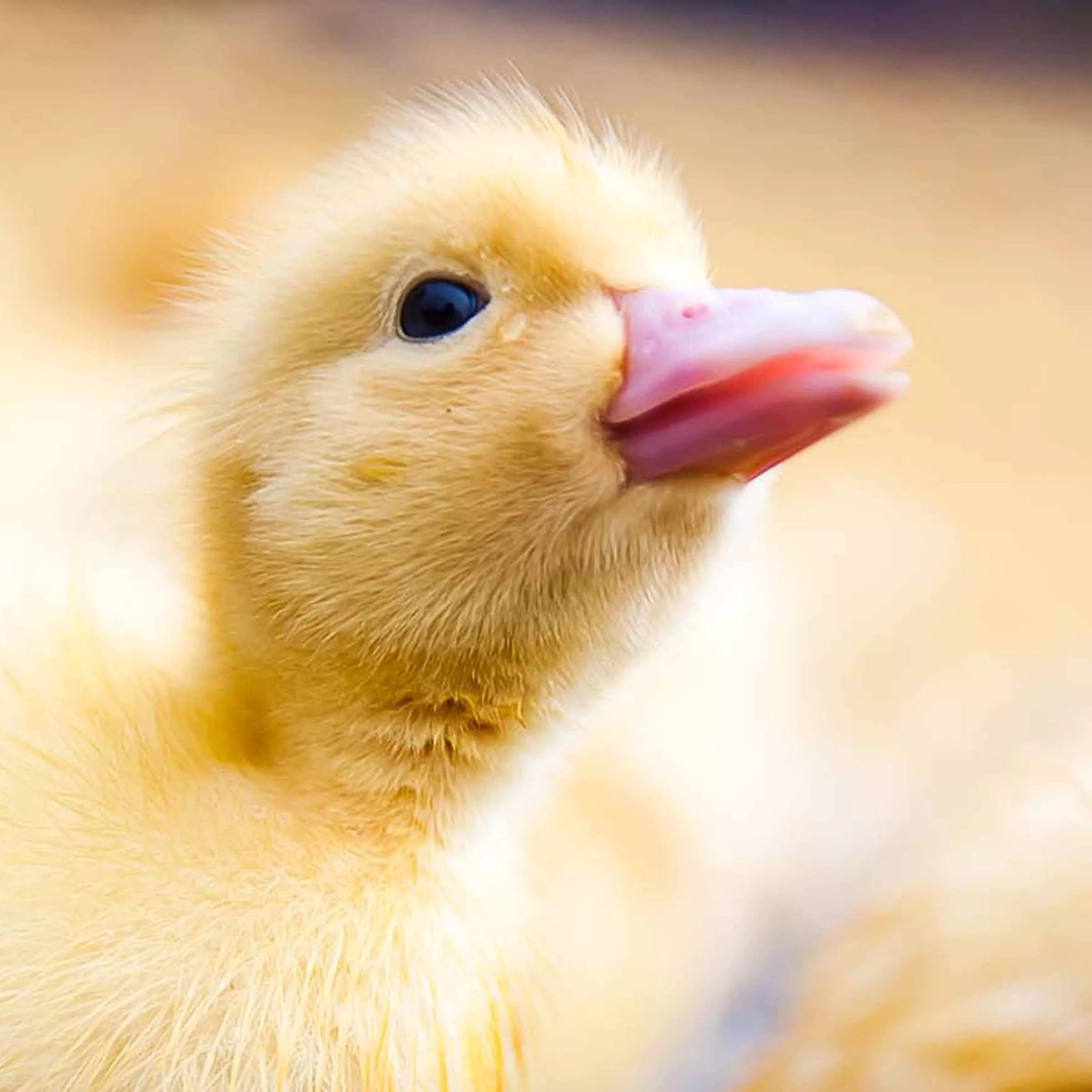 Duckling