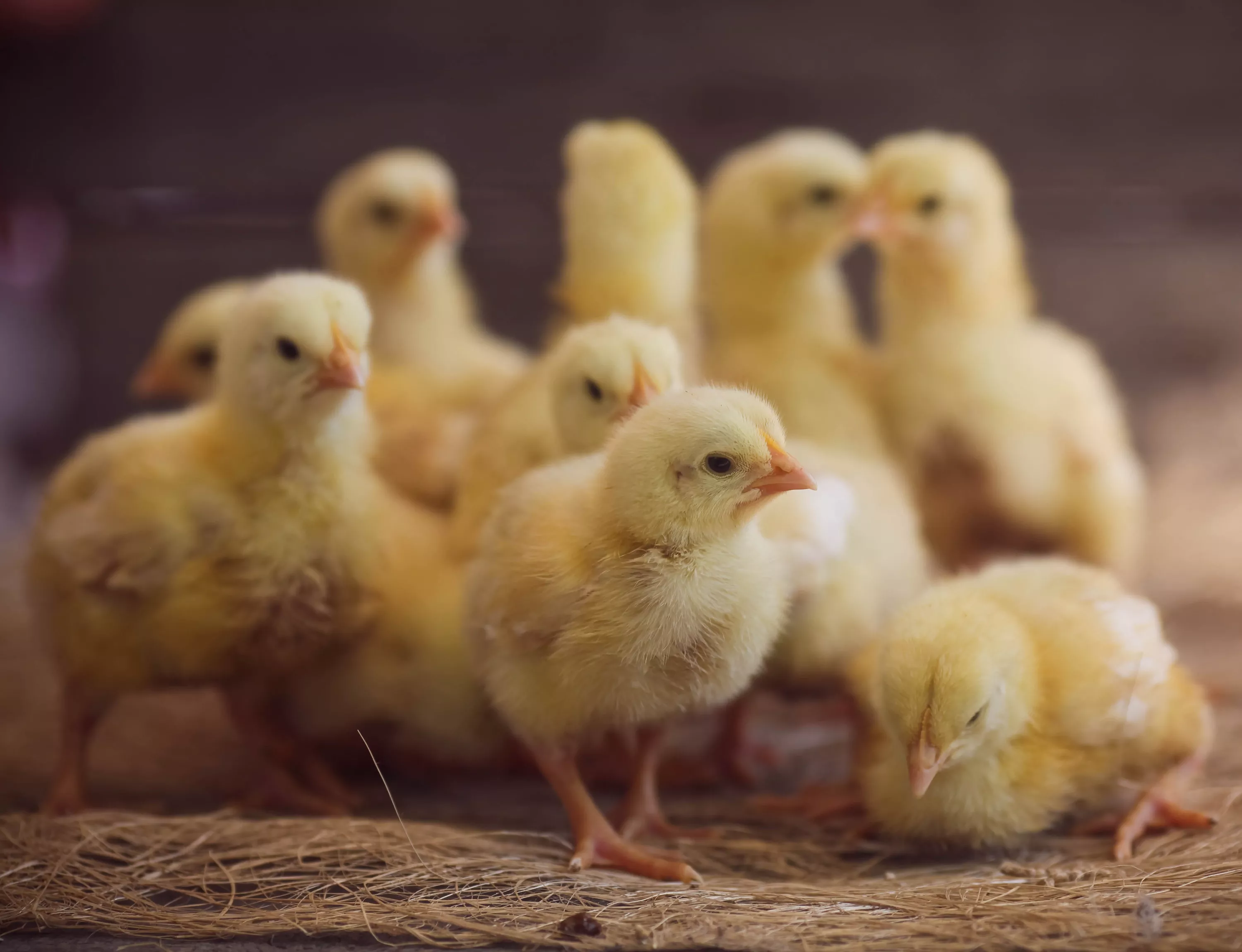 Baby chicks