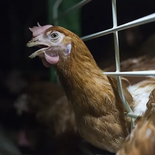 Hen inside cage
