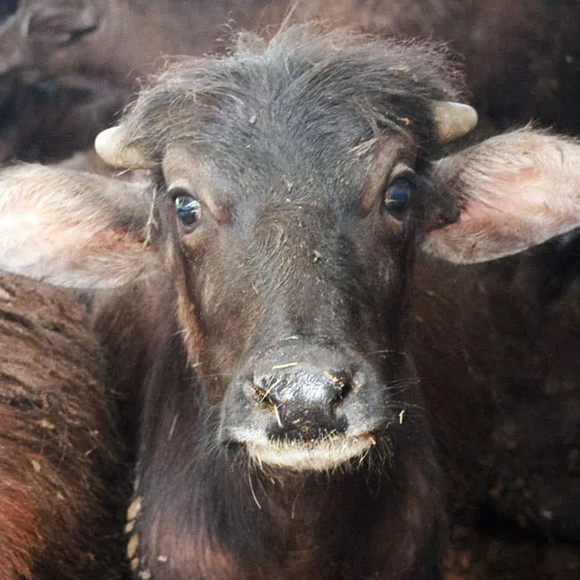 Head,Horn,Water buffalo,Snout,Wrinkle,farmed animal