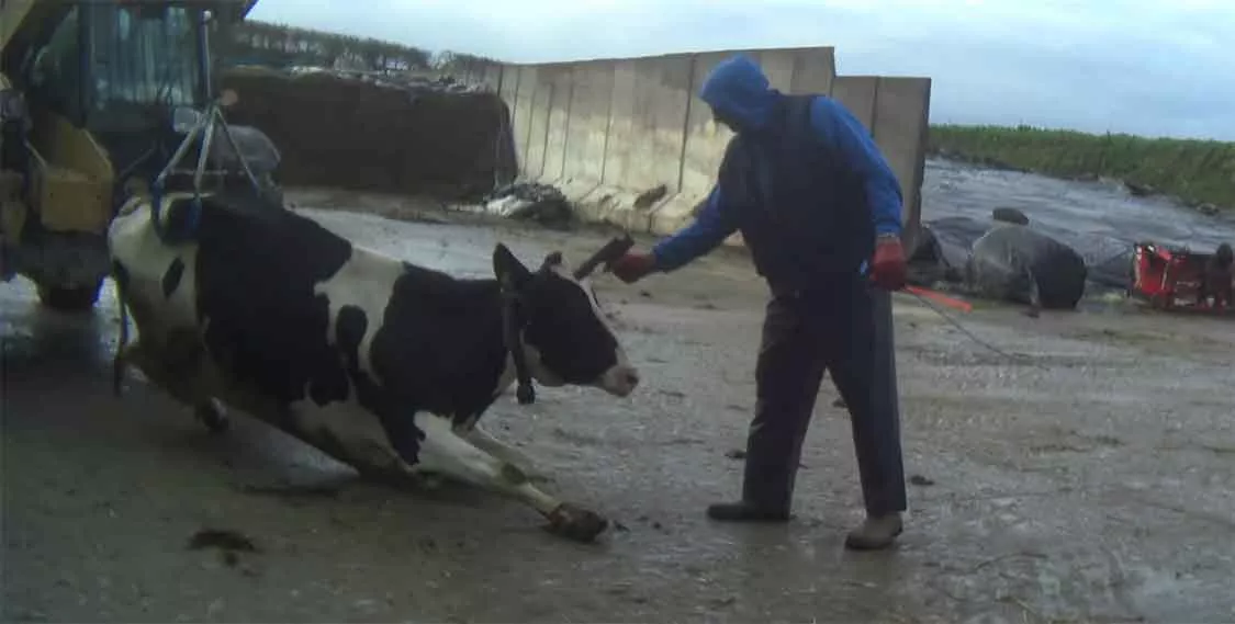 Cow shot in head 