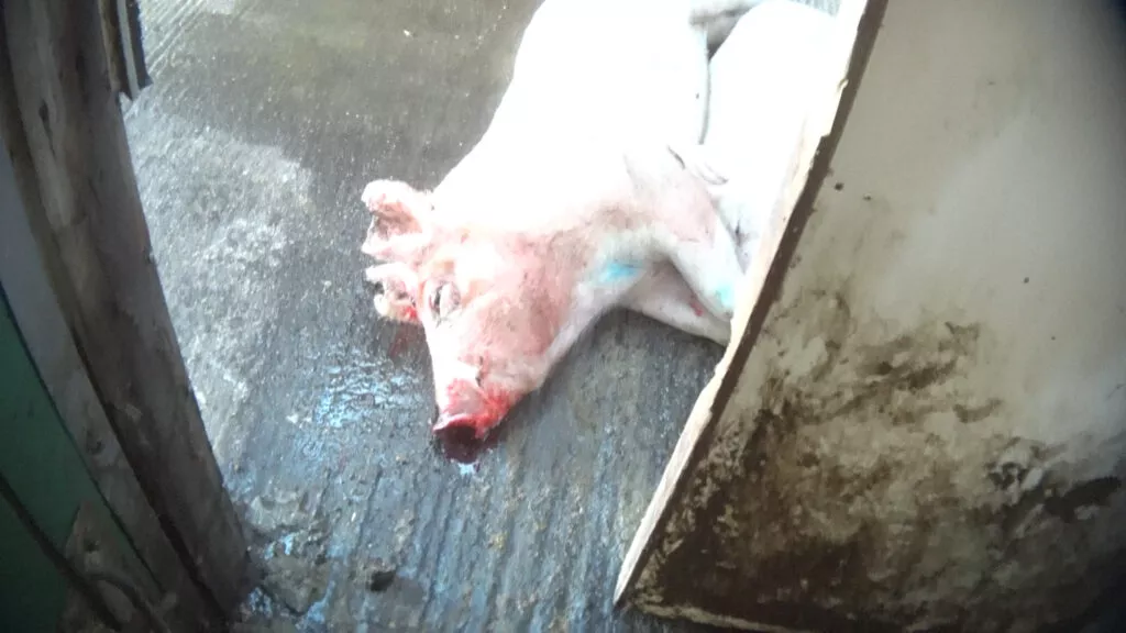 Food,Ingredient,Snout,Foot,Cuisine,Flooring