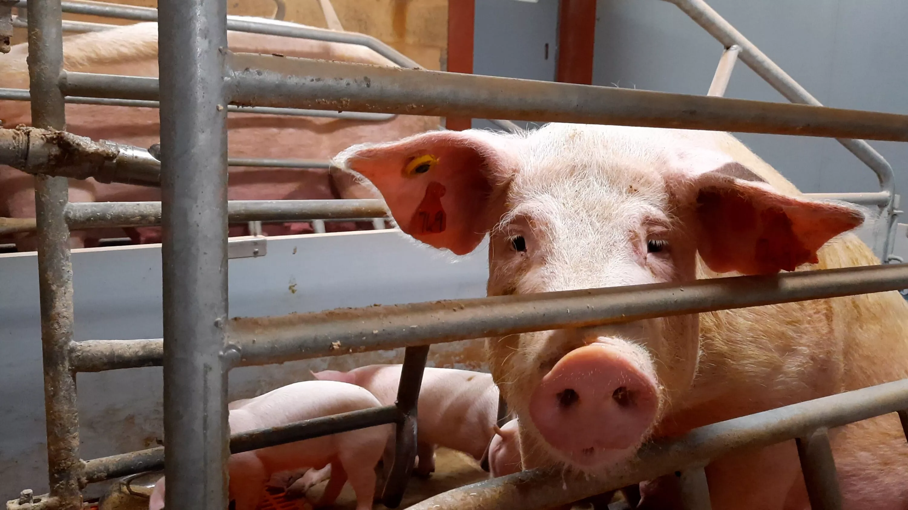 Head,Mammal,Snout,farmed animal,Domestic pig
