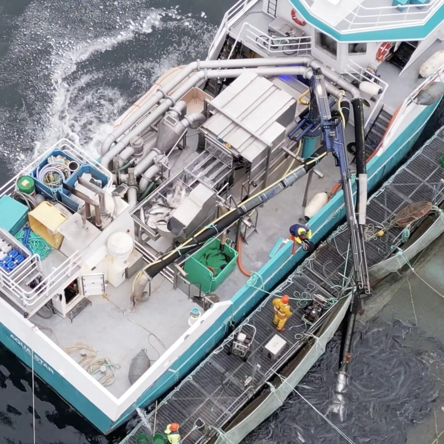 Workers throwing fish