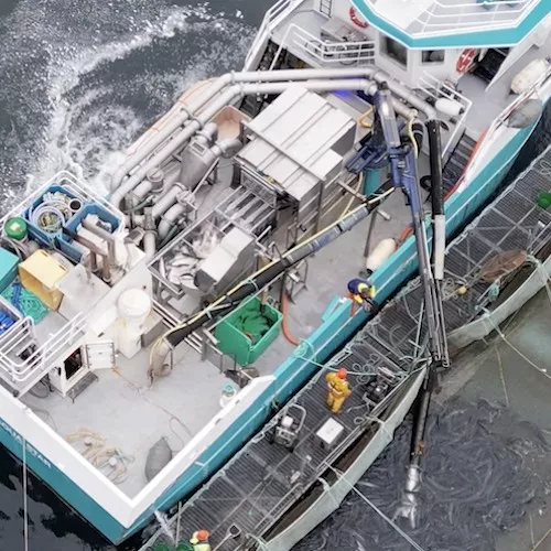 Workers throwing fish